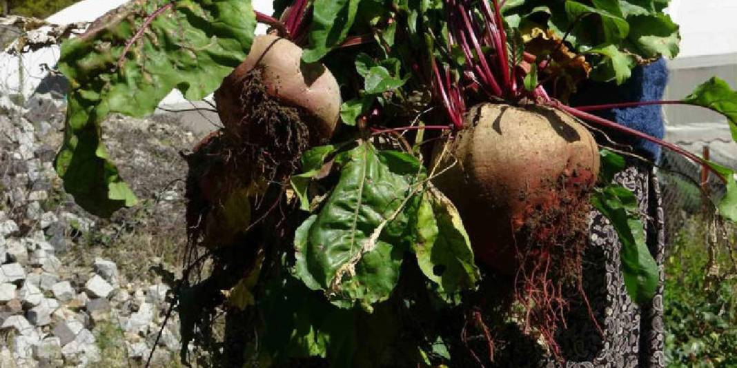 Yüksek kesimlerden gelen lezzetler kışa hazırlanıyor! İmece usulü yapılıyor, kışın çok fazla ihtiyaç duyuluyor 5
